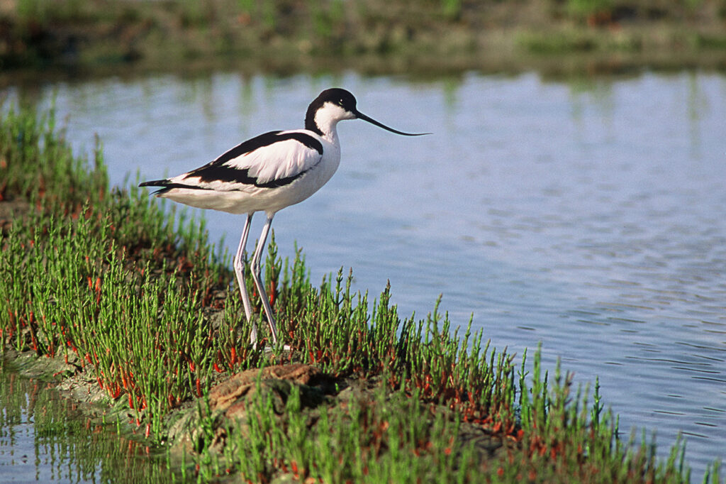 avocette 2