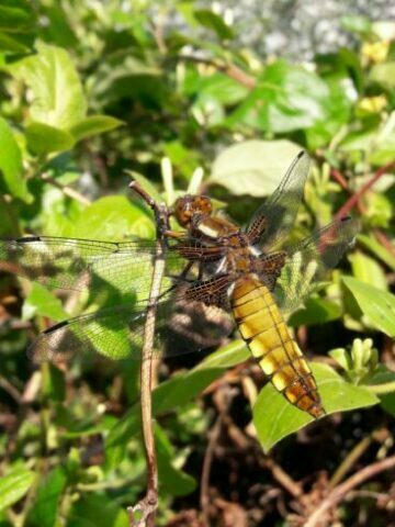 insectes 2