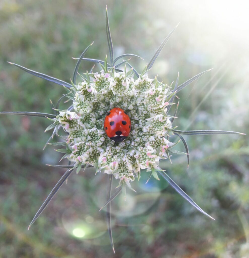 insectes