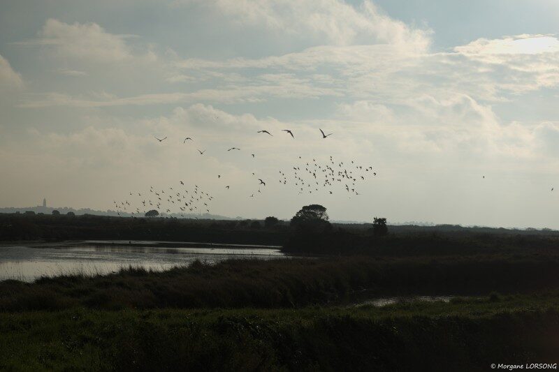 2020-01-08--Rando-oiseaux--Marais-salants-de-Guerande.jpg-800px