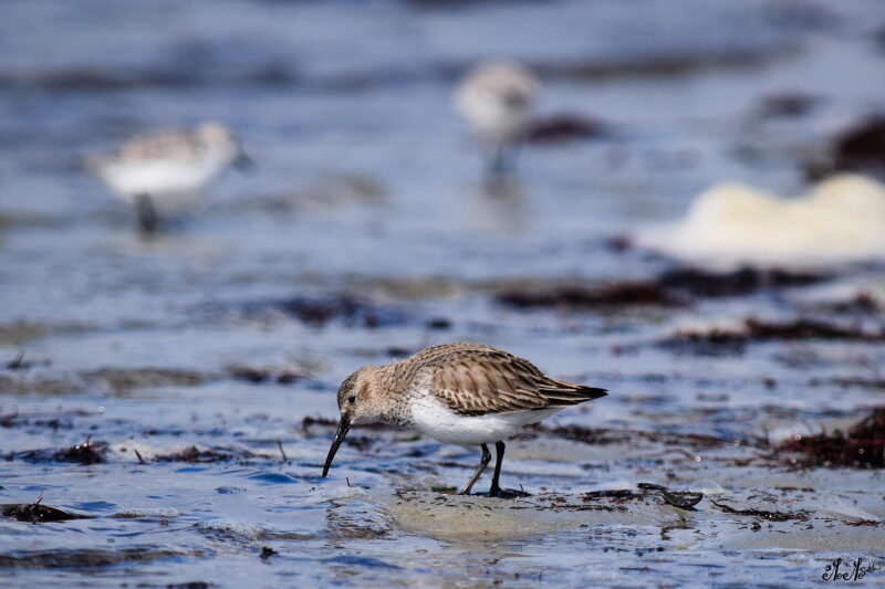 2- Les oiseaux hivernants web