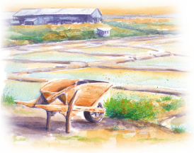 visuel-fleur-sel