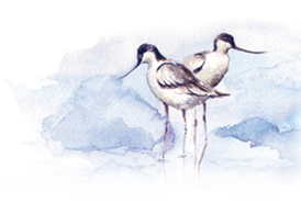 visuel-avocette