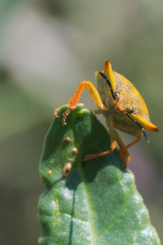 2- Insectes et autres fées des marais