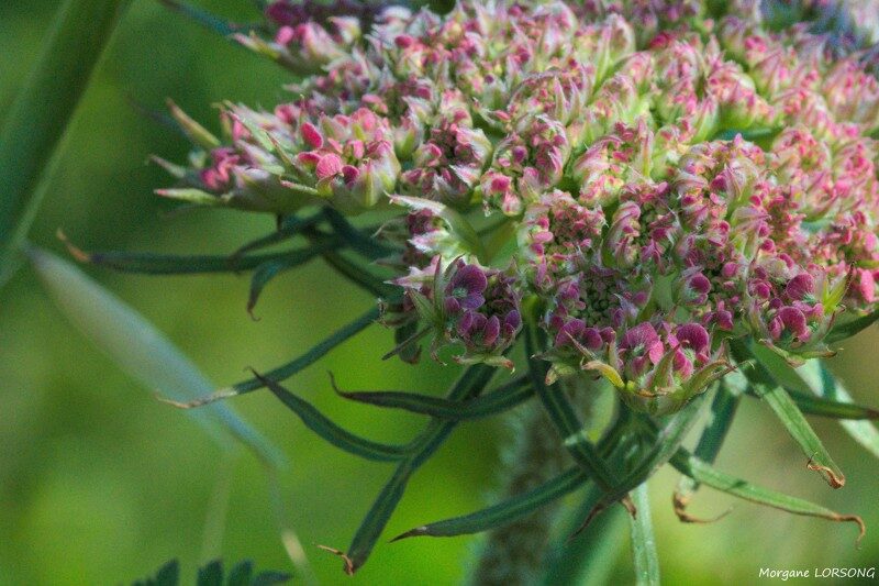 2- Plantes comestibles dans les marais