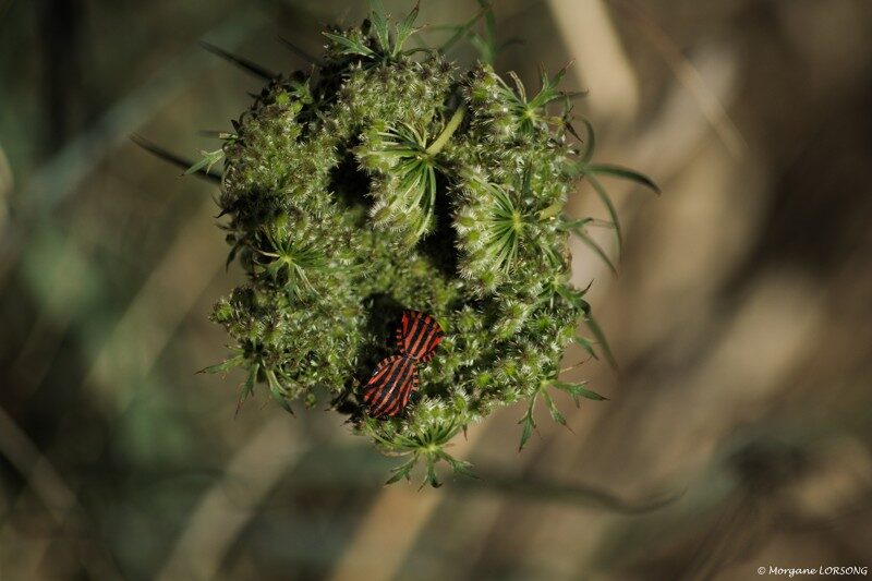 3- Insectes et autres fées des marais