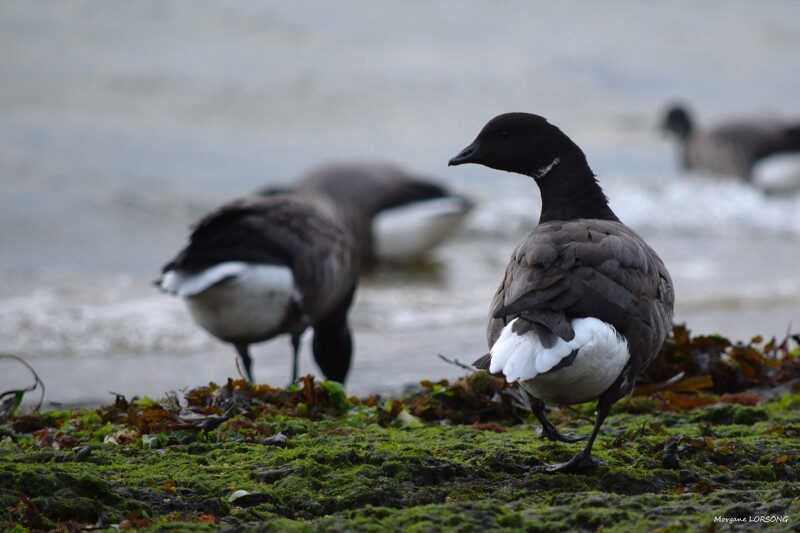 5- Les oiseaux hivernants sont arrivés
