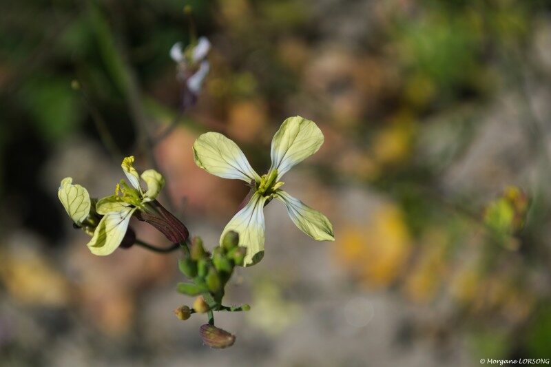 5- Plantes comestibles