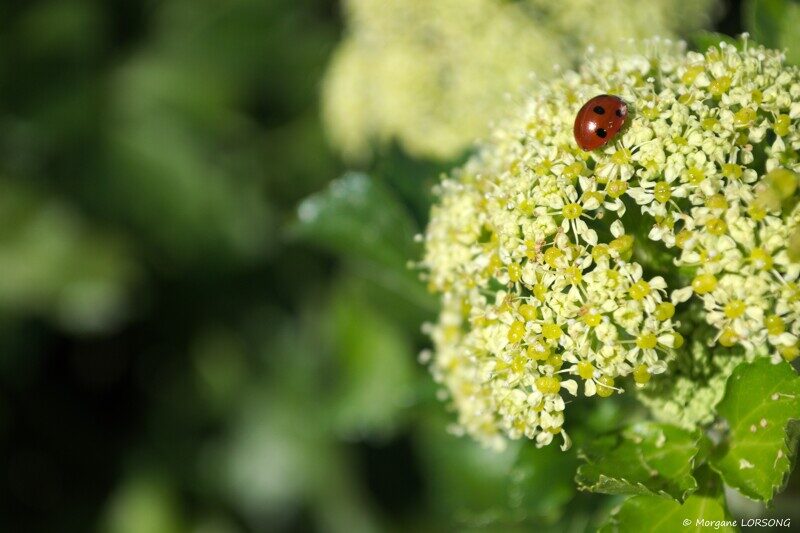 2- Le maceron plante comestible
