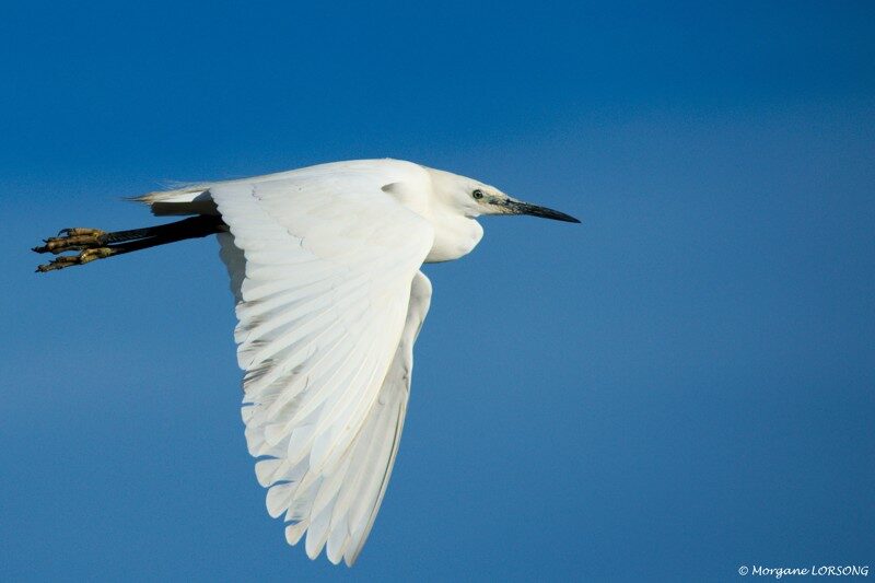 6- Les oiseaux des marais