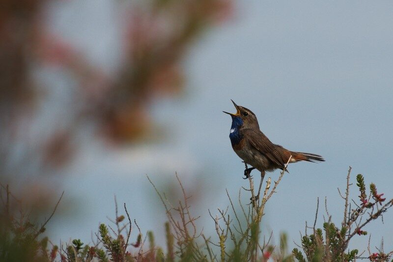 3- Les chants d'oiseaux