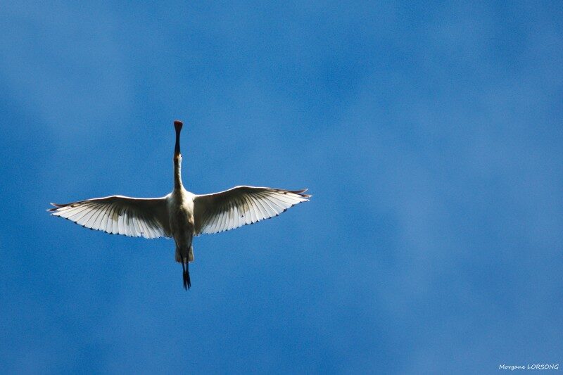 1- Les oiseaux des marais