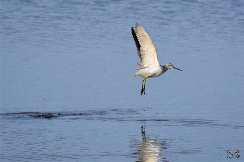 4- Le repos des oiseaux web