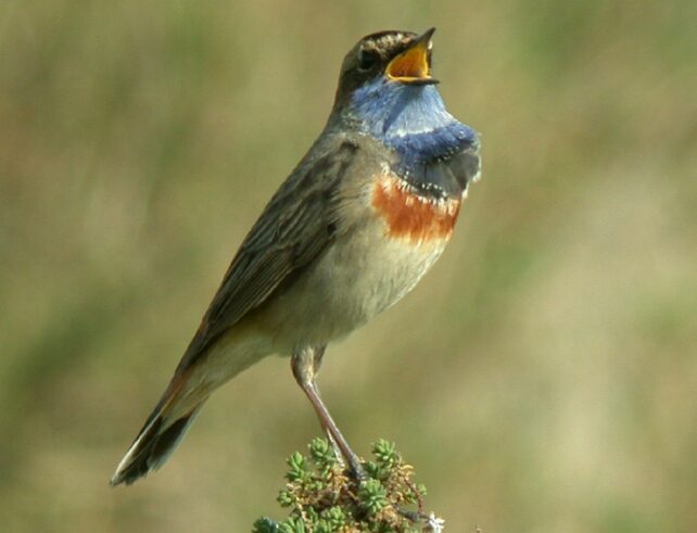 Gorge bleue